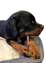 Load image into Gallery viewer, 6" Inch MONSTER Bully Sticks